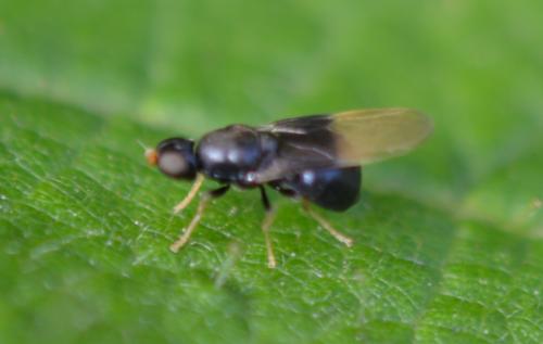 Pachygaster atra